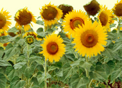 SUNFLOWER
