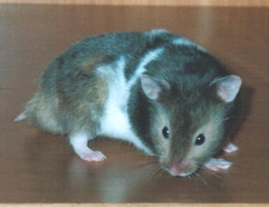 wooden Mazes Sailsbury Pet criceto topolino da corsa criceti topi per piccoli animali domestici tunnel in legno ideale per criceti mouse e altri piccoli animali 