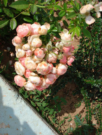 055 - Rose