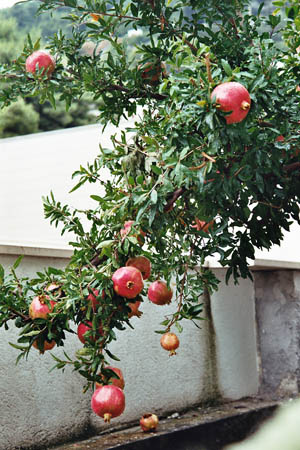 071 - Spalato - Il giardinio dei Melograni